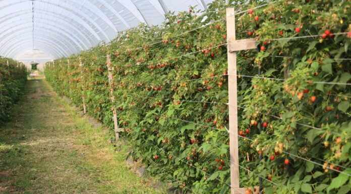 Dwie nowe odmiany malin w tunelowej uprawie – rekomendacje uprawowe