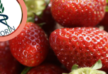 PIORiN ostrzega przed nowym patogenem w truskawkach
