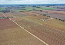 TOP 10. Gminy z największym areałem uprawy borówki w Polsce