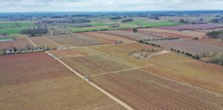 TOP 10. Gminy z największym areałem uprawy borówki w Polsce