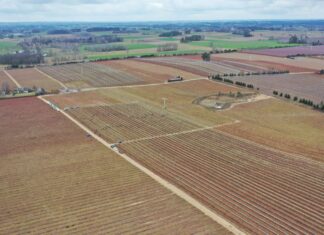 TOP 10. Gminy z największym areałem uprawy borówki w Polsce