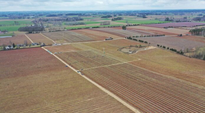TOP 10. Gminy z największym areałem uprawy borówki w Polsce