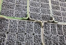 Polscy plantatorzy borówki zabrali głos w sprawie skażonych owoców w Holandii