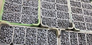 Polscy plantatorzy borówki zabrali głos w sprawie skażonych owoców w Holandii