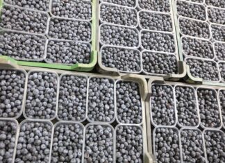 Polscy plantatorzy borówki zabrali głos w sprawie skażonych owoców w Holandii