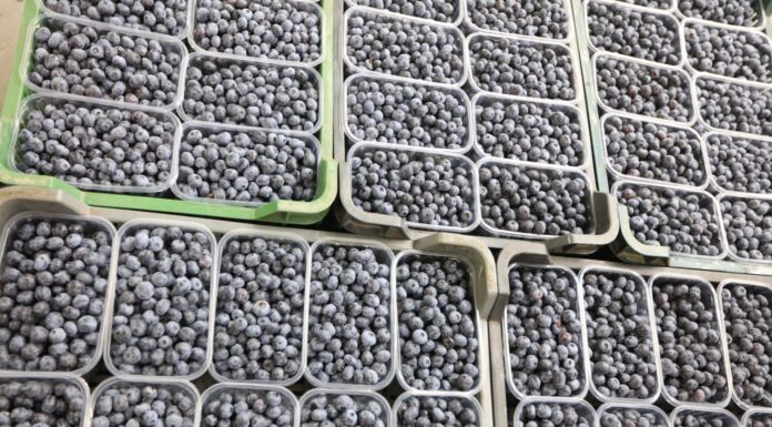 Polscy plantatorzy borówki zabrali głos w sprawie skażonych owoców w Holandii