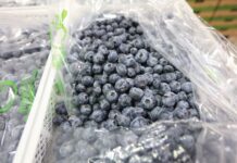 Wirus zapalenia wątroby typu A w borówkach z Polski. Kto jest winny?