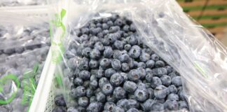Wirus zapalenia wątroby typu A w borówkach z Polski. Kto jest winny?