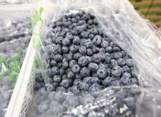Wirus zapalenia wątroby typu A w borówkach z Polski. Kto jest winny?