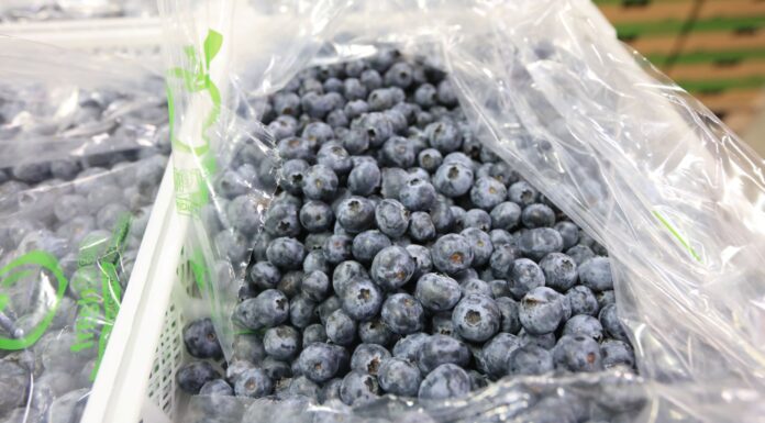 Wirus zapalenia wątroby typu A w borówkach z Polski. Kto jest winny?