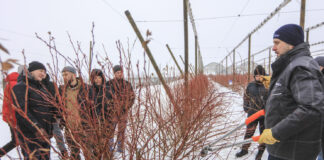 Cięcie borówki z Marcinem. Duke i Calypso w 6. roku