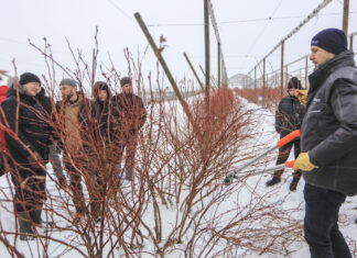 Cięcie borówki z Marcinem. Duke i Calypso w 6. roku