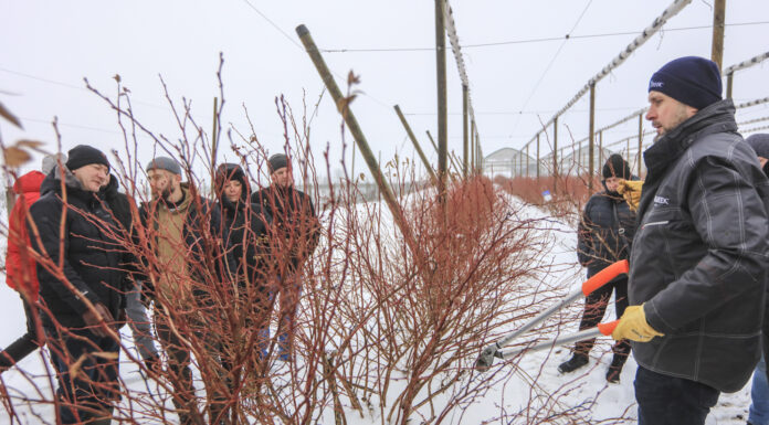 Cięcie borówki z Marcinem. Duke i Calypso w 6. roku