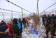 Cięcie borówki w praktyce