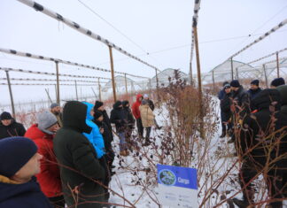 Cięcie borówki w praktyce