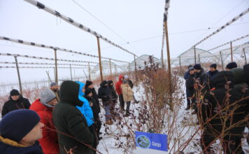 Cięcie borówki w praktyce