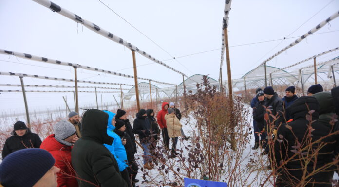 Cięcie borówki w praktyce