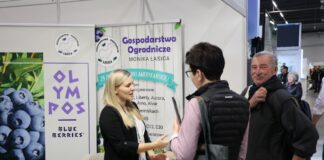 Nowe odmiany borówek w szkółkach