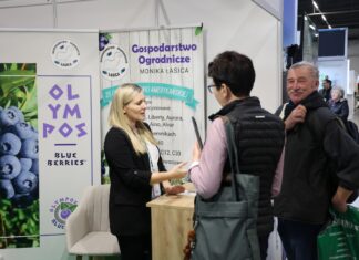 Nowe odmiany borówek w szkółkach