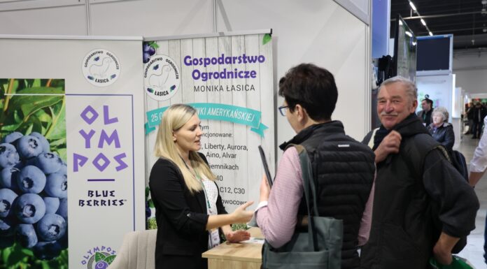 Nowe odmiany borówek w szkółkach