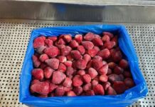 Mrożone truskawki z Egiptu zalały polski rynek. Takich liczb nie notowano jeszcze nigdy mrożone truskawki, Egipt