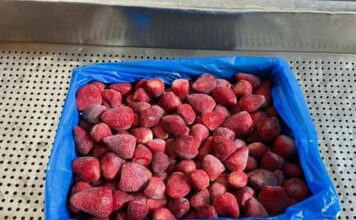 Mrożone truskawki z Egiptu zalały polski rynek. Takich liczb nie notowano jeszcze nigdy mrożone truskawki, Egipt