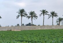 Trudny sezon w Egipcie i opóźnienia w Grecji. Aktualna sytuacja na rynku truskawek Truskawki w Egipcie