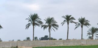 Trudny sezon w Egipcie i opóźnienia w Grecji. Aktualna sytuacja na rynku truskawek Truskawki w Egipcie