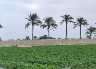 Trudny sezon w Egipcie i opóźnienia w Grecji. Aktualna sytuacja na rynku truskawek Truskawki w Egipcie