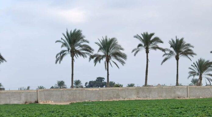 Trudny sezon w Egipcie i opóźnienia w Grecji. Aktualna sytuacja na rynku truskawek Truskawki w Egipcie