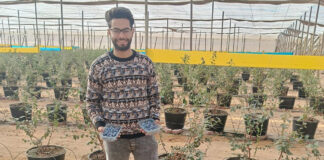 Udane próby uprawy borówki w Egipcie