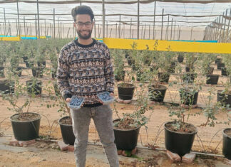 Udane próby uprawy borówki w Egipcie