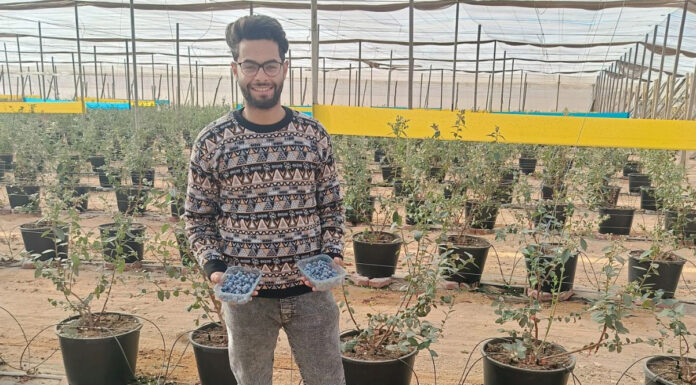 Udane próby uprawy borówki w Egipcie