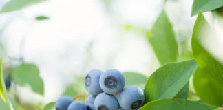 Zaplanuj sezon – dlaczego warto wybrać sprawdzonego dostawcę środków ochrony roślin?