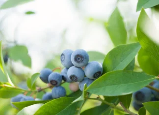 Zaplanuj sezon – dlaczego warto wybrać sprawdzonego dostawcę środków ochrony roślin?