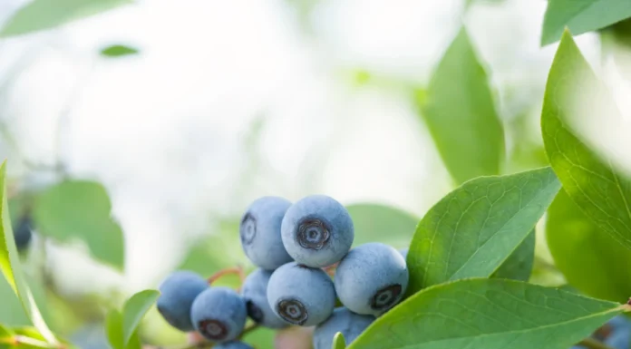 Zaplanuj sezon – dlaczego warto wybrać sprawdzonego dostawcę środków ochrony roślin?