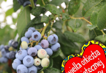 Jagodowy WOŚP. Można wylicytować owoce i sadzonki