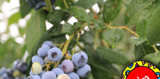 Jagodowy WOŚP. Można wylicytować owoce i sadzonki