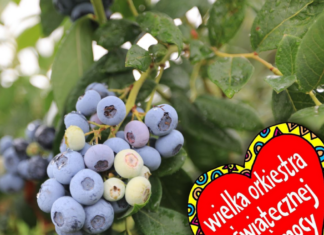 Jagodowy WOŚP. Można wylicytować owoce i sadzonki