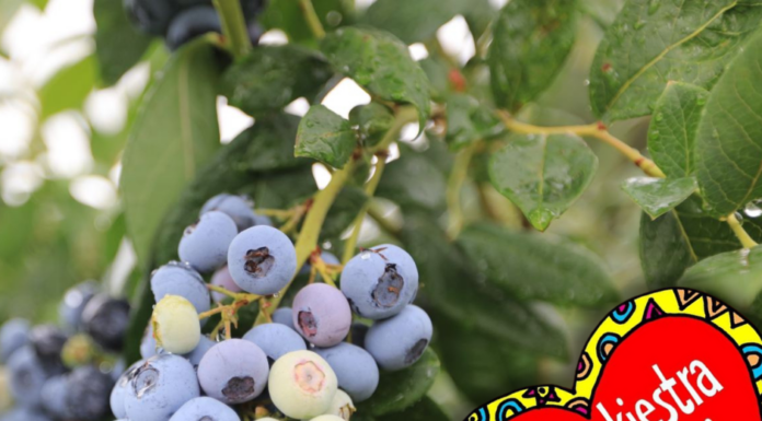 Jagodowy WOŚP. Można wylicytować owoce i sadzonki