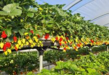 Odmiany truskawek na trudne czasy. Włosi mają propozycje