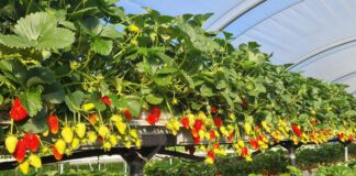 Odmiany truskawek na trudne czasy. Włosi mają propozycje