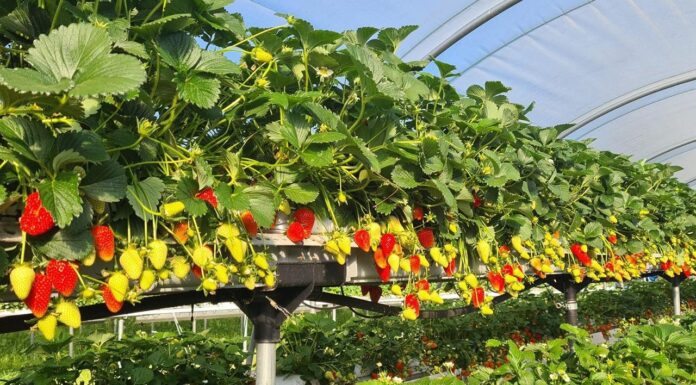 Odmiany truskawek na trudne czasy. Włosi mają propozycje