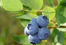 Nowe odmiany borówki amerykańskiej: jak wybrać najlepsze do polskich plantacji? owoce