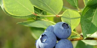 Nowe odmiany borówki amerykańskiej: jak wybrać najlepsze do polskich plantacji? owoce