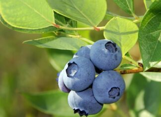 Nowe odmiany borówki amerykańskiej: jak wybrać najlepsze do polskich plantacji? owoce