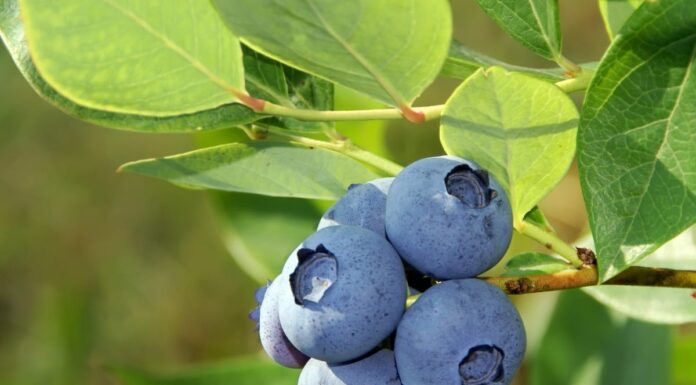 Nowe odmiany borówki amerykańskiej: jak wybrać najlepsze do polskich plantacji? owoce