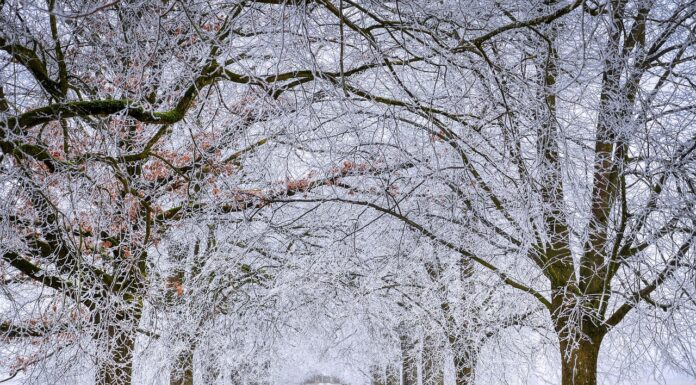 W lutym czeka nas powrót zimy. Nadciągają siarczyste mrozy