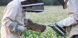 Potrzebna jest współpraca pszczelarzy i sadowników