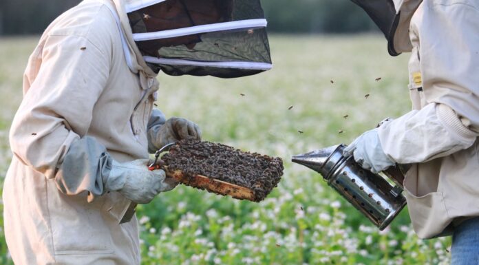 Potrzebna jest współpraca pszczelarzy i sadowników